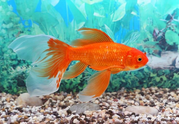 Купівля Fish Tank