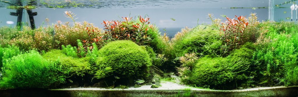 Як позбутися водоростей в акваріумі
