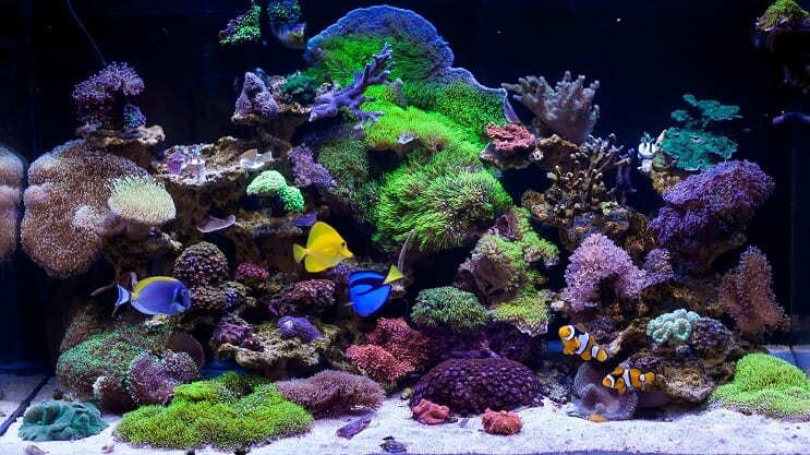 Типи резервуарів з морською водою