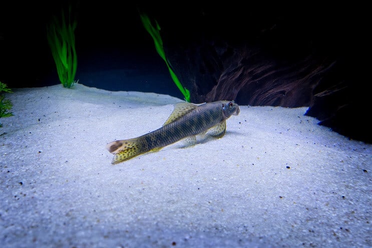 Огляд китайських водоростей
