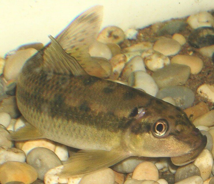 Пожирач китайських водоростей