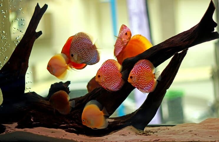 Місце проживання Discus Fish