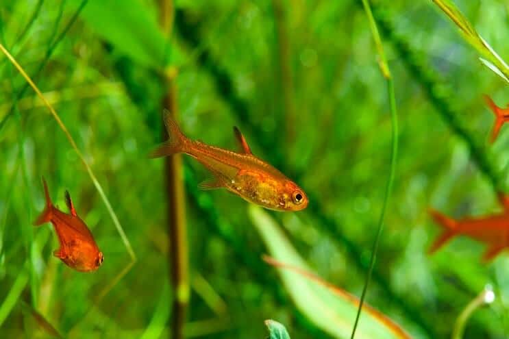 Ember Tetra Плавання