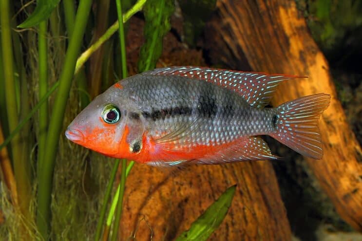 Firemouth Cichlid Плавання