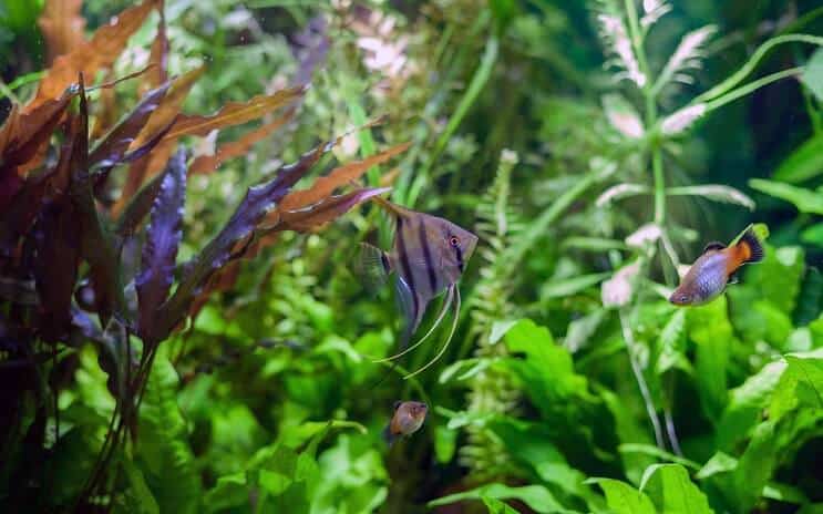Товариші танка Angelfish