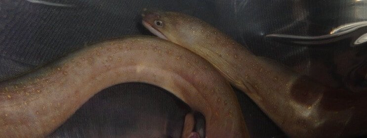 Прісноводний вугор Сніжинка