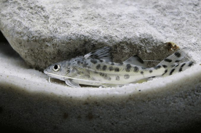 Плавання сома Pictus