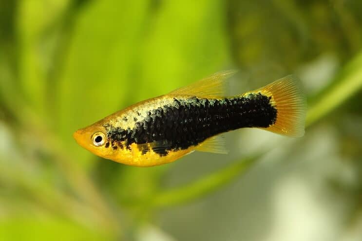 Xipphophorus variatus
