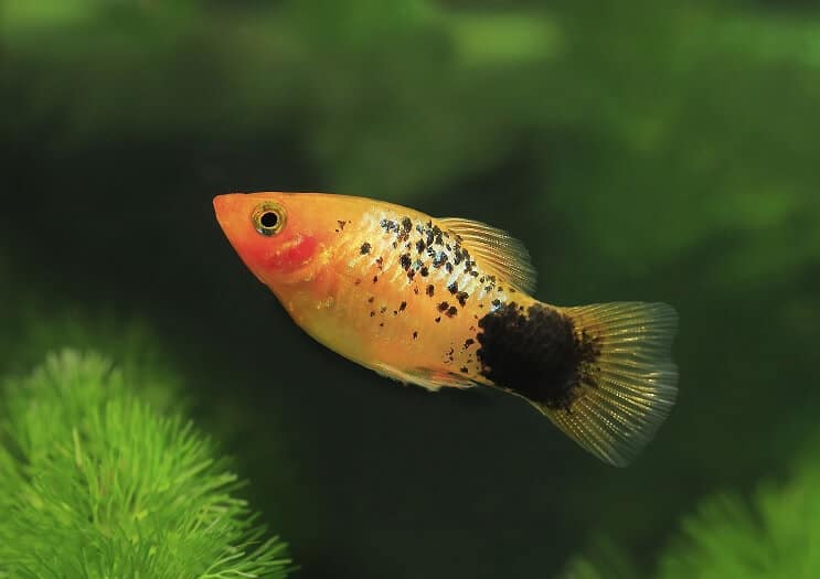 Макулат Xiphophorus