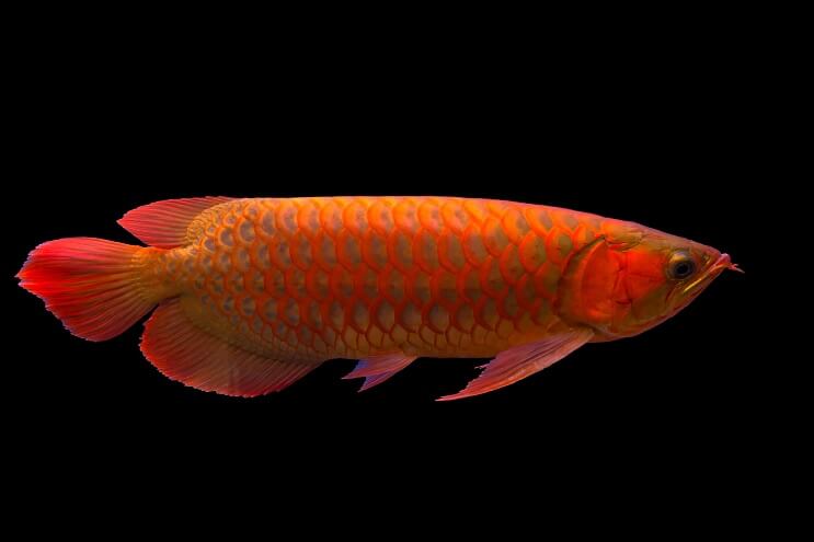 Red Arowana Огляд