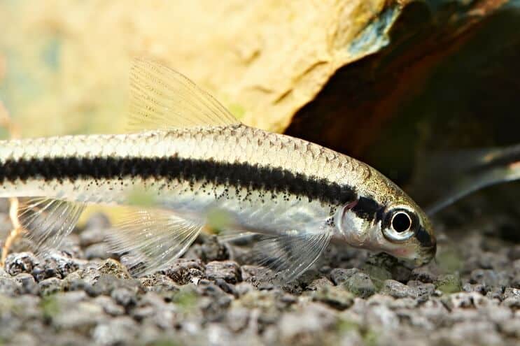 Харчування сіамських водоростей