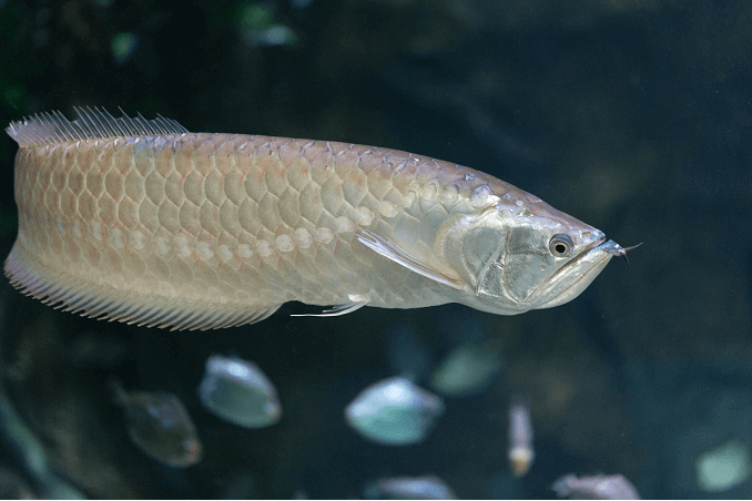 Срібло Arowana Плавання