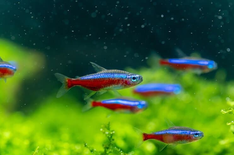 Середовище проживання Tetra