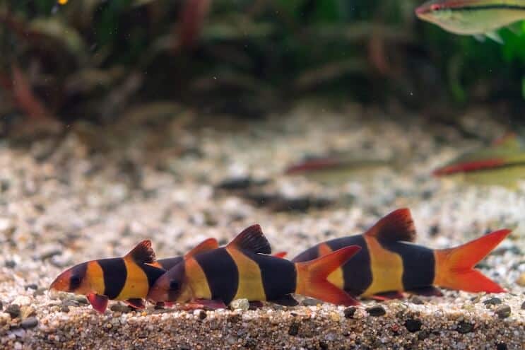 Товариші танка Clown Loach