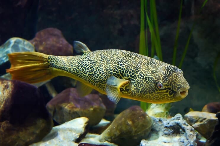 Мбу puffer риби крупним планом