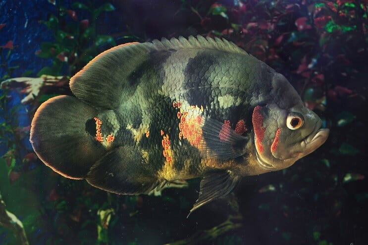 Чорний Оскар