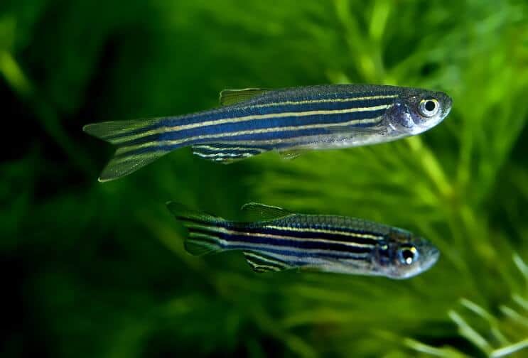 Zebra Danios Плавання