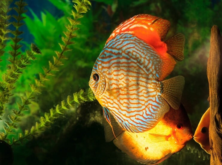 Диск Symphysodon