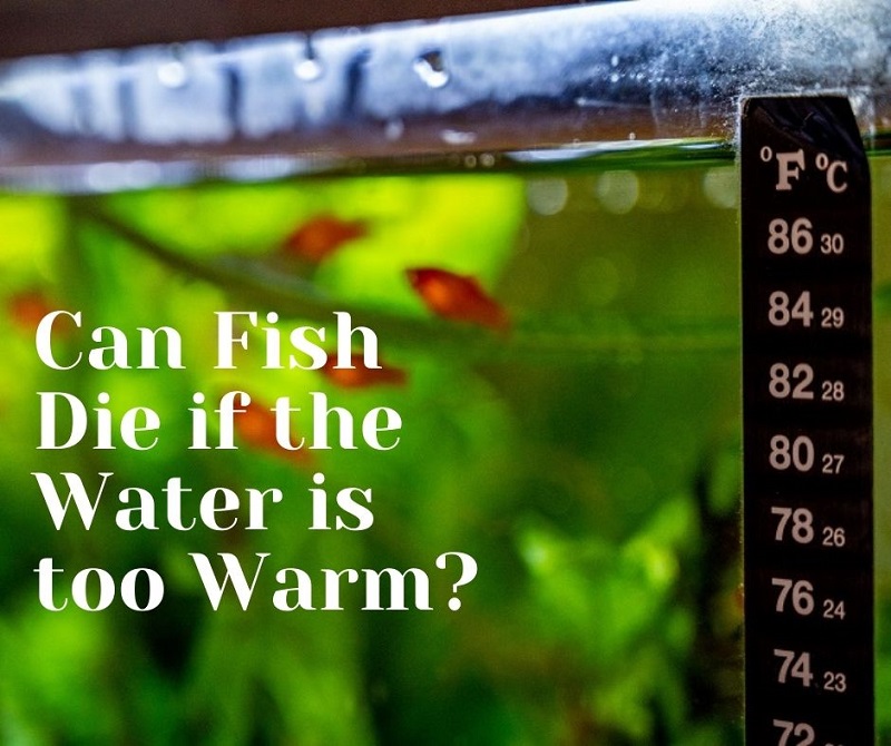 може риба загинути, якщо вода занадто тепла