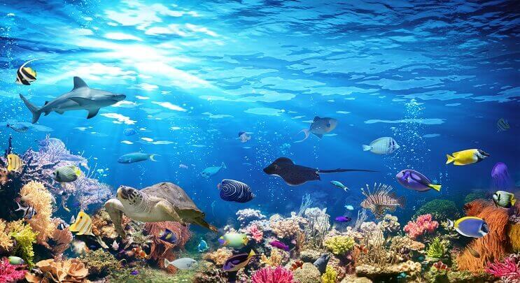 Різновид Sealife