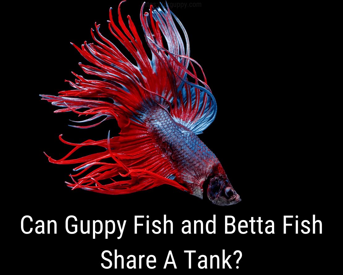 Чи можуть Guppy Fish та Betta Fish поділитися танком?