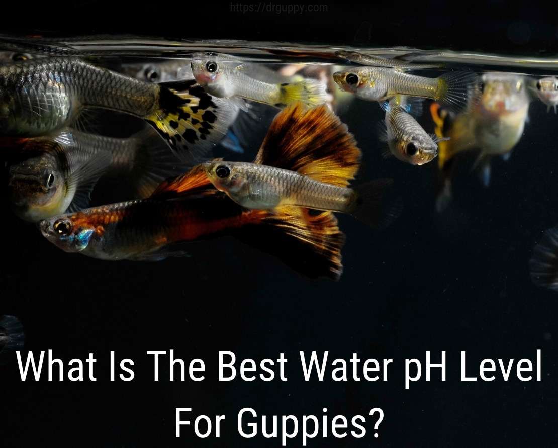 Guppy Fish Water Рівень PH - ідеальне число