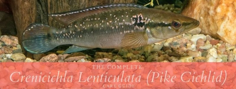 crenicichla lenticulata (щуча цихліда)
