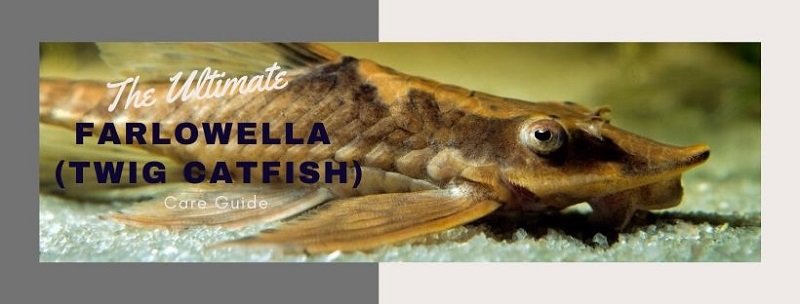 The Ultimate Farlowella (Twig Catfish) Guide