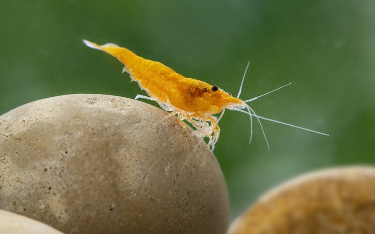 Креветки Neocaridina