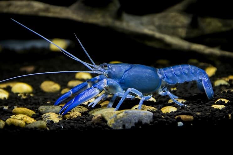 Деструктор Cherax раків