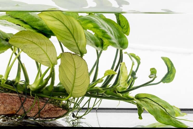 Anubias nana на корягах
