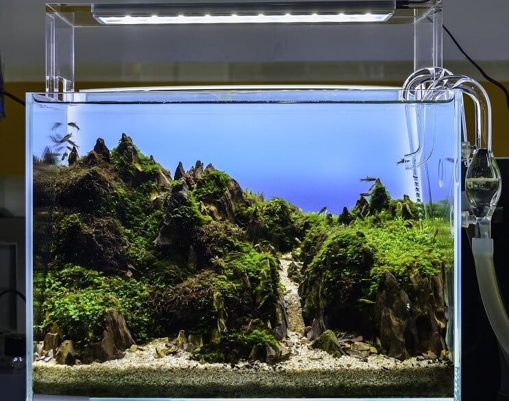 Акваріумний акваріум