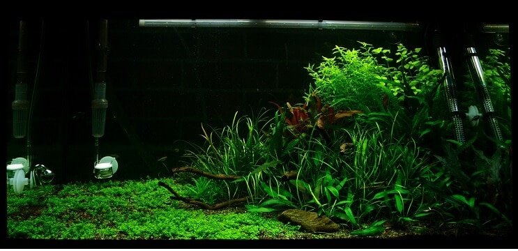 Умови резервуару Staurogyne repens