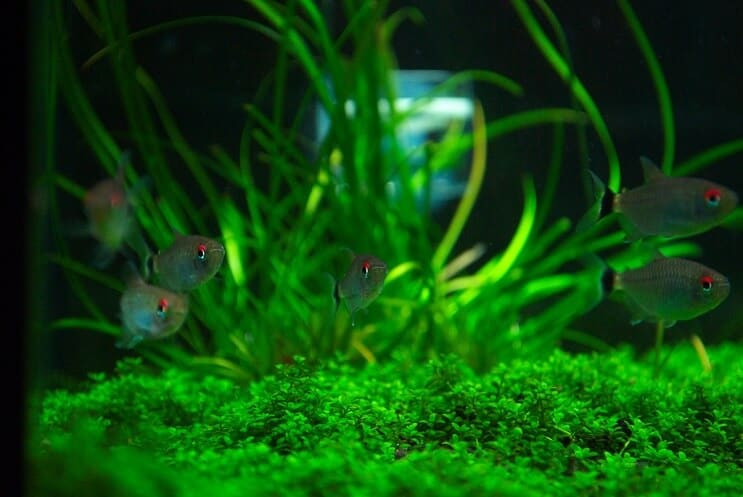 Товариші танка для Staurogyne Repens