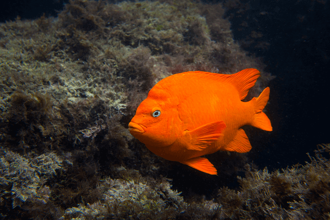 Риба Гарібальді: Риба штату Каліфорнія