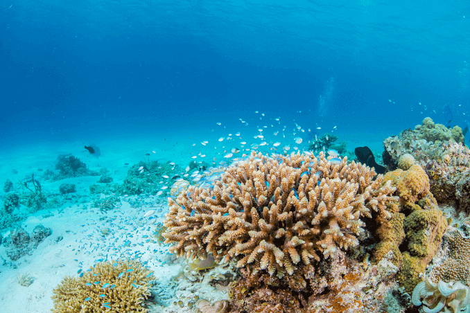 Школа Green Chromis