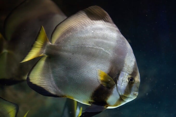 Орбітулярна Batfish