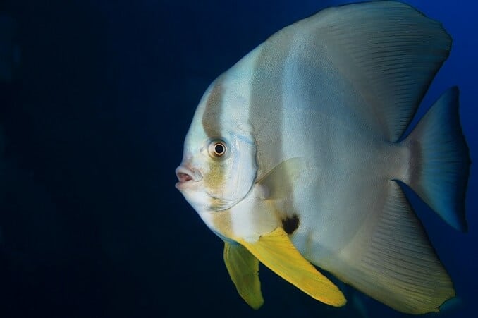 Тейра Batfish