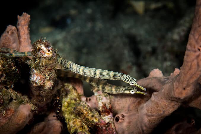 Пара Pipefishes